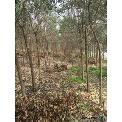 江苏精品大叶女贞介绍