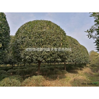 成都温江郫县高杆桂花1.7分枝桂花树15-20公分出售