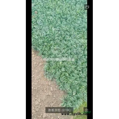 金森女贞(大叶女贞，