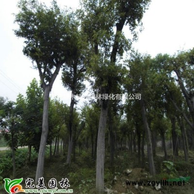 江苏沭阳县供应大量供应大叶女贞 高杆女贞