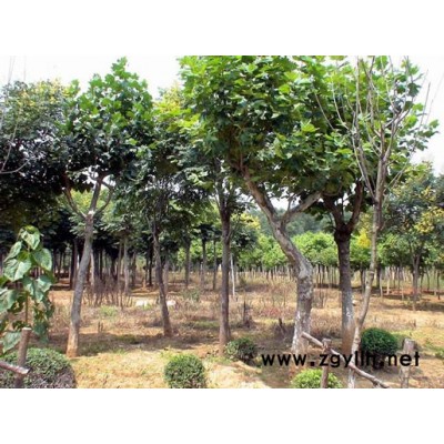 高杆女贞、香樟、桂花等花卉苗木