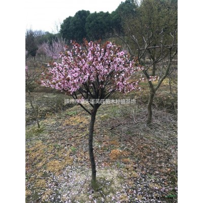 2018年浙江嵊州大叶女贞*新报价