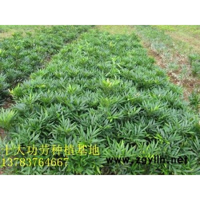 供应国槐苗、白蜡苗、栾树苗、大叶女贞苗、百日红苗