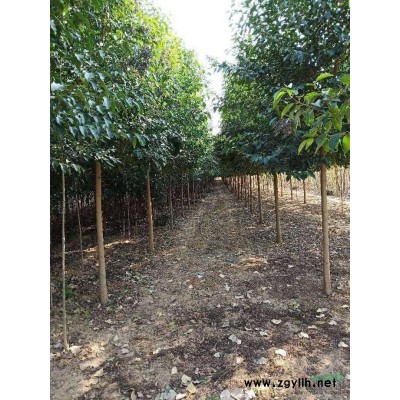 供应8-10公分精品大叶女贞