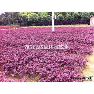 18cm移栽桂花、18cm八月桂报价