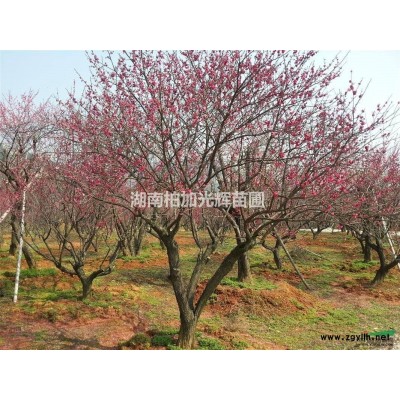 小桂花,桂花树,湖南桂花,桂花价格,桂花条,桂花小树