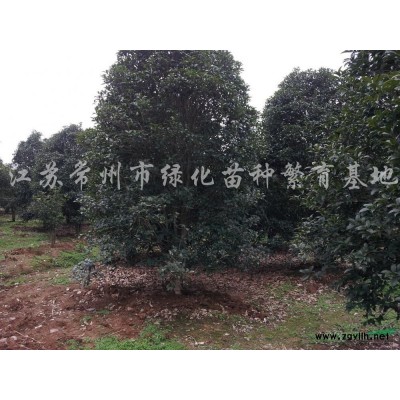 常州大规格香樟树及生长习性