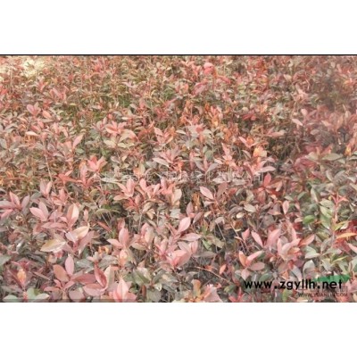 安徽大量供应乌桕 红叶桃 三角枫 香樟 广紫玉兰报价、销售