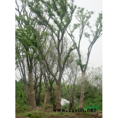 移栽香樟，多干香樟供应/移栽香樟，多干香樟图片