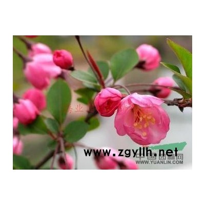 垂柳、榉树、香樟、朴树、大叶女贞、重阳木、红白玉兰、等乔木、、、