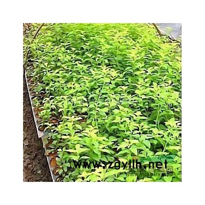 供应香樟8-20公分 紫叶桃2-10公分