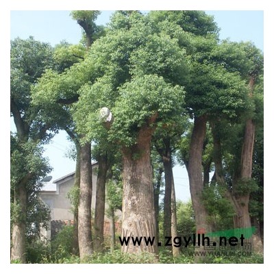 基地直销香樟 直径6-42厘米 供应绿化苗木 工程乔木