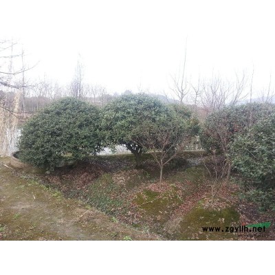 杭州萧山地区大香樟