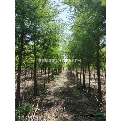 湖南南县大量供应4-20公分桂花