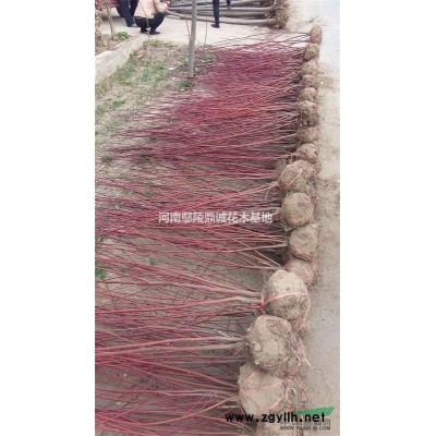 6公分的大叶女贞大量供应，规格*，质量*，鄢陵产地