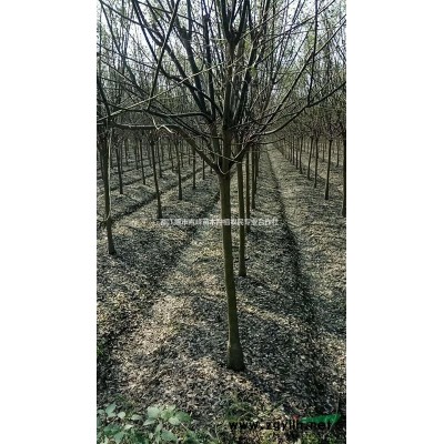 成都桂花、桂花价格、四川桂花基地、成都高杆桂花