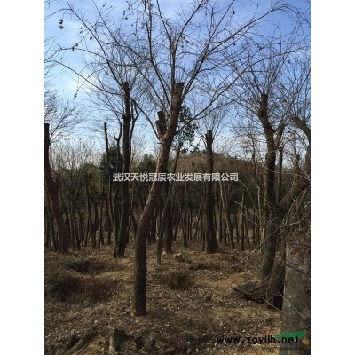 常年供应三角枫 朴树 青檀 榔榆 桂花