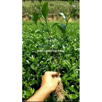 湖南大量供应优质桂花小苗/桂花小苗价格/桂花苗2017年行情