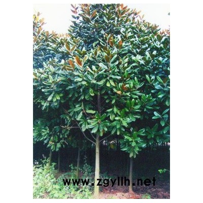 广玉兰、香樟等绿化苗木