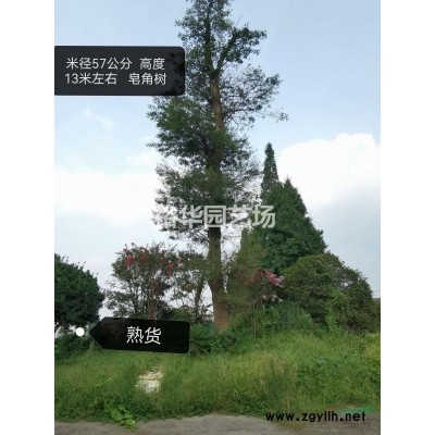 桂花（金桂）