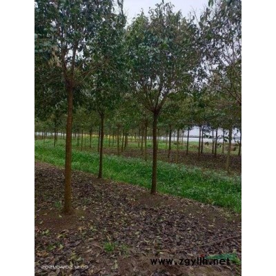 清地处理7－12公分大叶女贞，量大