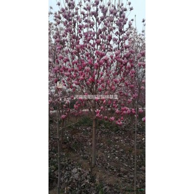 2020年河南10公分大叶女贞 南阳大叶女贞 可供郑州大叶女贞新报价