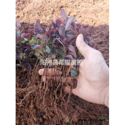 广西桂花树价格精品桂花大量批发，广西桂林的桂花树价格便宜，桂