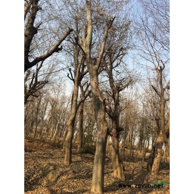 供应朴树，三角枫，大叶女贞，皂角等绿化树。