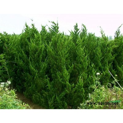 桂花供应/桂花图片