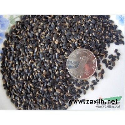 江苏沭阳低价供应批发大叶女贞 大叶女贞种子