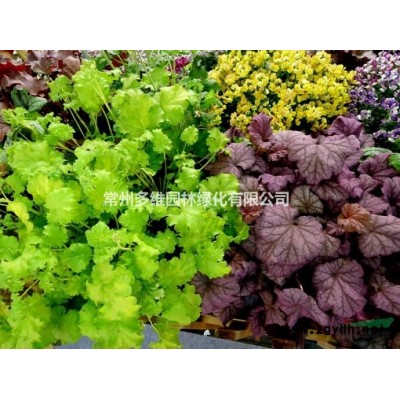 江苏地区供应各种规格精品大叶女贞