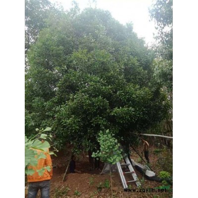 笼子桂花，底清桂花 ，精品桂花