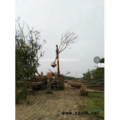 湖北荆州大量出售大叶女贞，红果冬青，桂花等