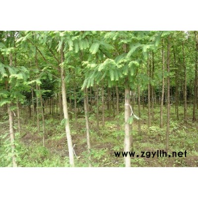 大叶女贞(冬青树)