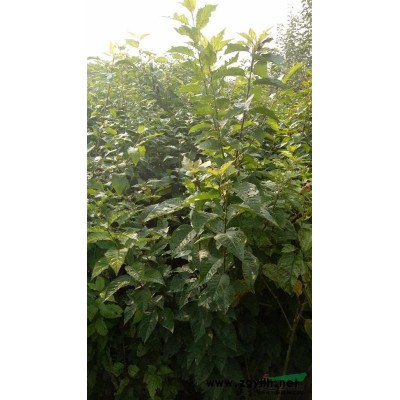 【供应】大叶女贞、大叶女贞苗、大叶女贞小苗