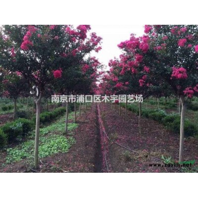 江苏 大叶女贞 南京 报价 造型树 冬青树