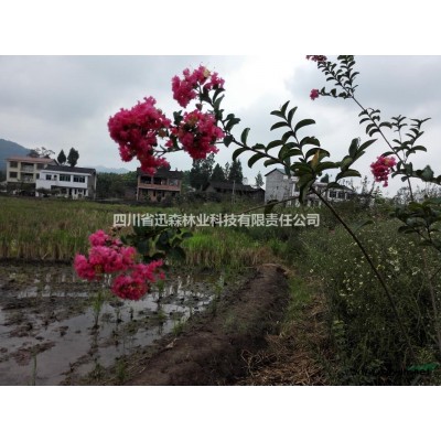 桂花树基地 四川桂花树 桂花农户直销