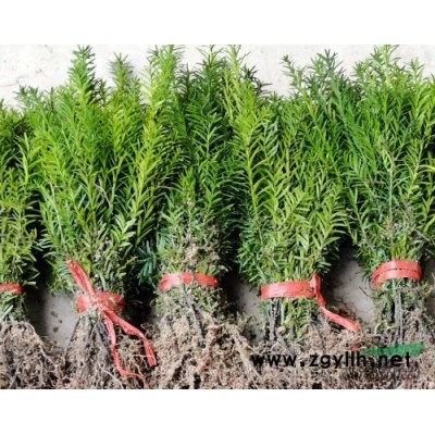 贵州南方红豆杉大树，贵阳曼地亚红豆杉苗，遵义香樟树批发