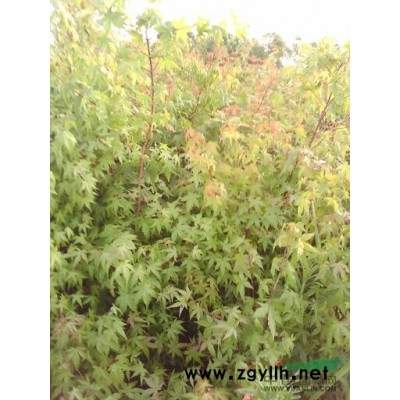 常年供应红叶李、樱花、大叶女贞、桂花、香樟、乌桕、紫薇等