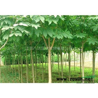香樟 江苏香樟基地直供 8-35公分香樟