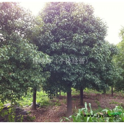 *低批发价格全冠移栽25公分香樟精品树源