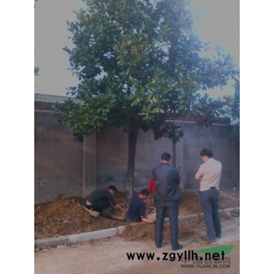 安徽香樟*新报价/香樟图片