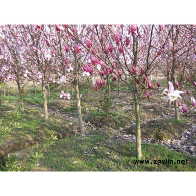 香樟*新价格/香樟报价