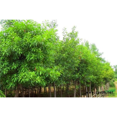 供应香樟、截杆香樟、全冠香樟