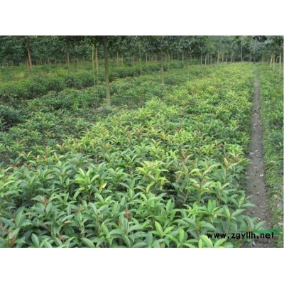 供应6-40公分香樟