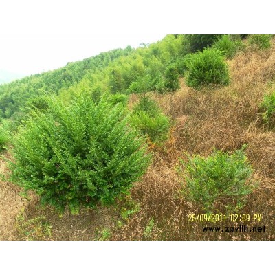 桂花、红豆杉、香樟、竹柏