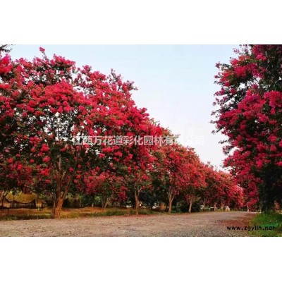 闽台桂魁桂彩叶植物新品种色块苗江西抚州供应高度40公分丛生矮彩桂花