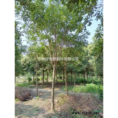 长期大量供应大叶女贞，高杆女贞，丛生女贞