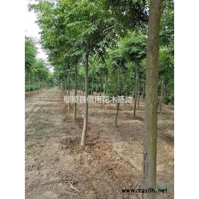 大叶女贞3一8公分，分枝1，8至2，2高