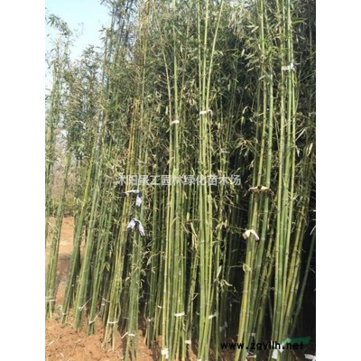 江苏大叶女贞价格 大小规格大叶女贞 大叶女贞基地